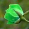 الوردة الخضراء