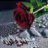 dmoo3 alward