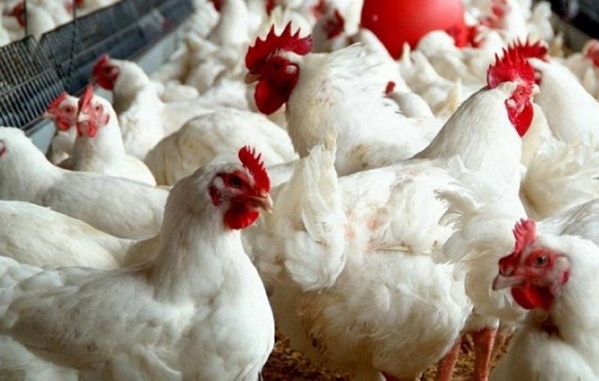 نفوق 85% من الدواجن بسبب ارتفاع أسعارها