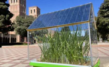 دراسة: الخلايا الشمسية العضوية تساعد النباتات في البيوت الزجاجية على النمو بشكل أفضل