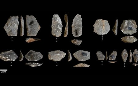 داراسة أجراها معهد ماكس بلانك: تُظهر الأدوات الحجرية للقرود والبشر أوجه تشابه مذهلة