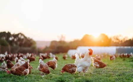 يخبرك متعقب لياقة الدجاج الأول على الإطلاق بمدى نشاط الحيوانات