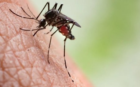 يسيطر العلماء على خطر البعوض عن طريق تعطيل حيواناتها المنوية