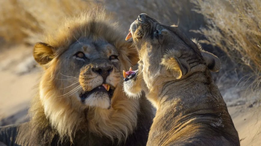 كيف يمكن أن يؤدي الصراع الجنسي إلى انهيار السكان إذا أصبحت "الجينات الجيدة" سيئة