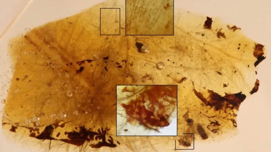 العثور على أدلة نادرة للعلاقات بين المفصليات والفقاريات محفوظة في الكهرمان القديم